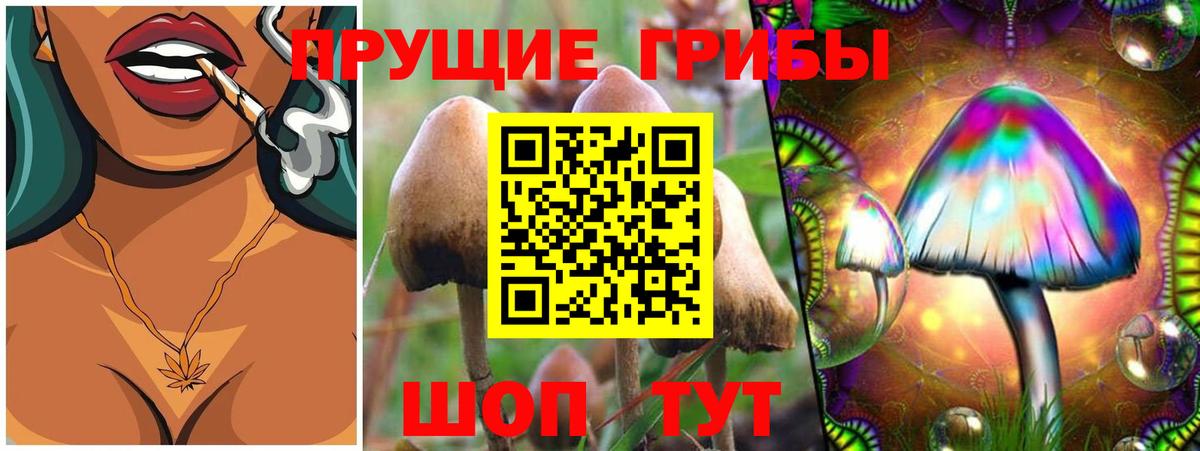 Волгоград  что такое   Вход с VPN  Галлюциногенные грибы прущие грибы 